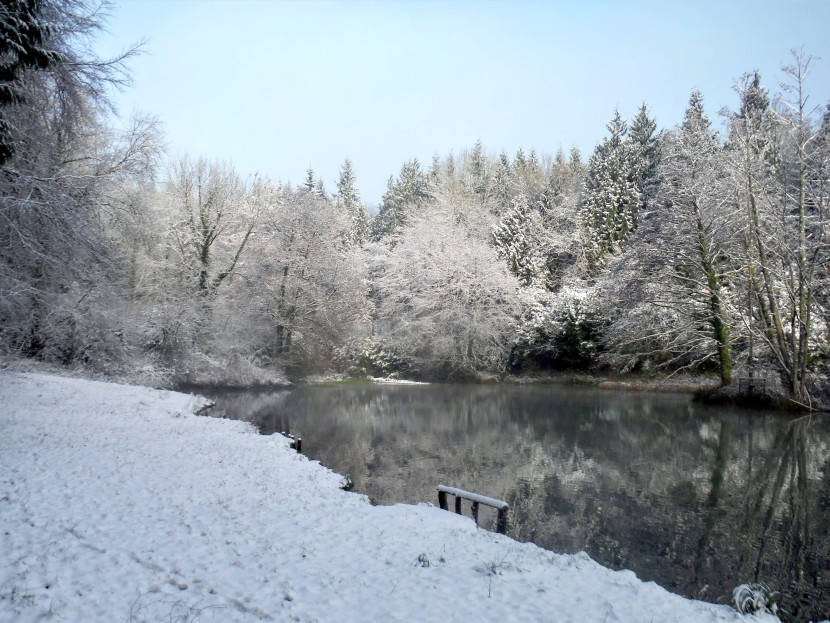 Forest pool winter